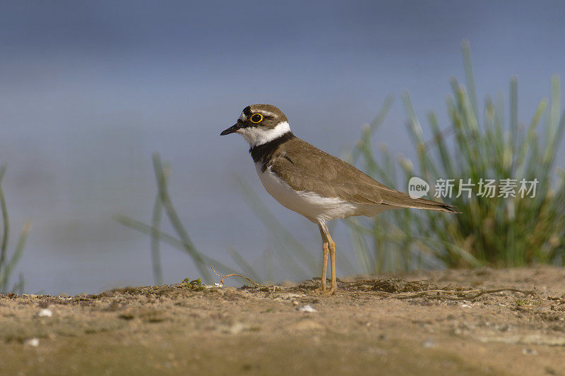 小环鸻(Charadrius dubius)